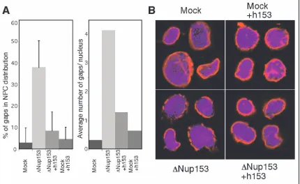 Figure 16: Quantification of NPC clustering in Nup153 deficient nuclei. Nuclei weremidsections that were used for quantification
