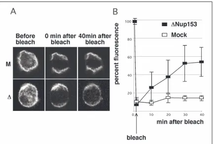Figure 18: NPCs are mobile within the nuclear envelope in the absence of Nup153. (A)Representative series of fluorescence images after photobleaching (FRAP) of nucleiassembled in vitro