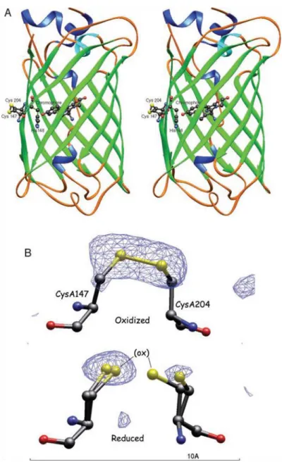 Figure  1.8.1.1  roGFP  structure  and  function.  (Hanson  et  al,  2004)  A)  Key structural alterations within the β-barrel of roGFP2