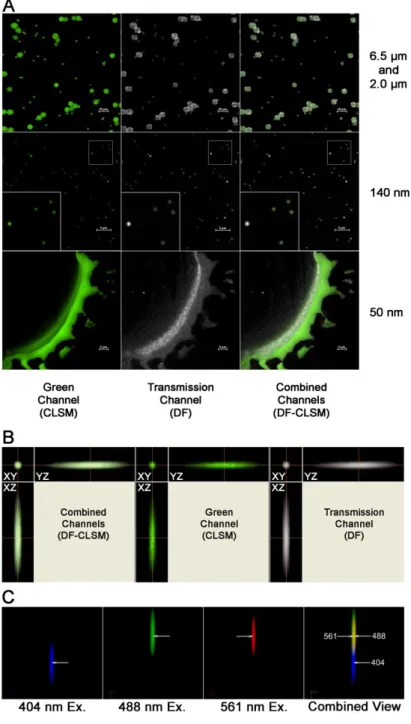 Figure 2.3.1.1 Detection of fluorescent polystyrene spheres by co- co-localized  confocal  and  darkfield  microscopy