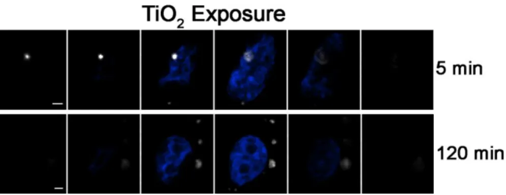 Figure  2.3.2.1  Image  galleries  of  BEAS  cells  exposed  to  nanoparticles  for  5  and  120  min