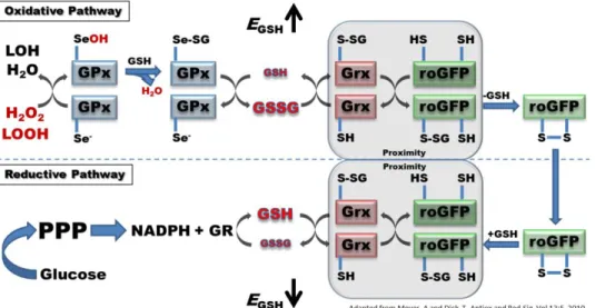 Figure  3.1.1  roGFP2  interactions  with  the  glutathione  system. 