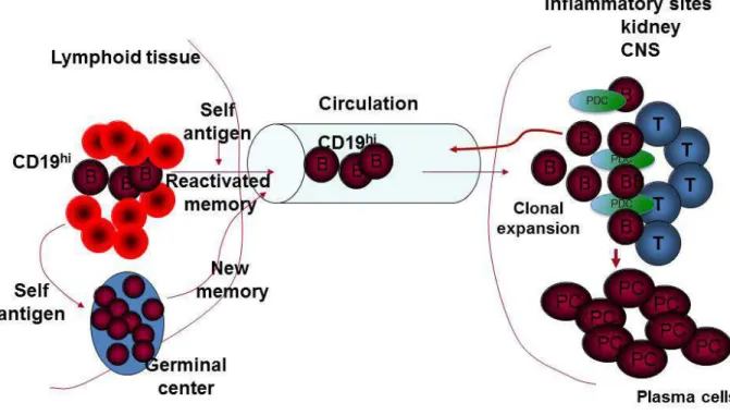 Figure  1.1.  CD19 hi   B  cells  are  trafficking  to  sites  of  inflammation. 