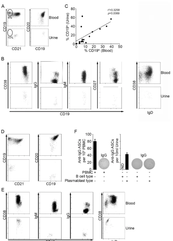 Figure 2.2 SLE patients segregate into two subsets based on urine B cell phenotype 