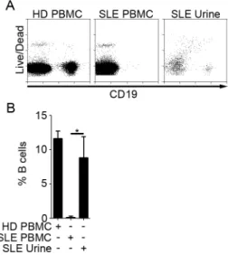 Figure 2.3 Urine B cells are likely of kidney origin     