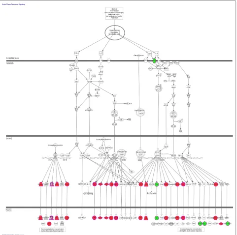 Fig. 10 Differential proteins in acute phase signaling pathway in DN summarized in this and previous studies