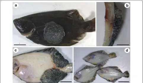 Figure 2 Epidermal X-cell pseudotumours on formalin-fixed Pseudopleuronectes obscurus from Hokkaido, Japan