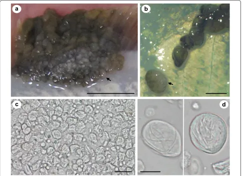 Figure 3 Sac-like structures at the extremities of an epidermal pseudotumour on a live specimen of Pseudopleuronectes obscurus andX-cells released from the sacs in tissue culture plates