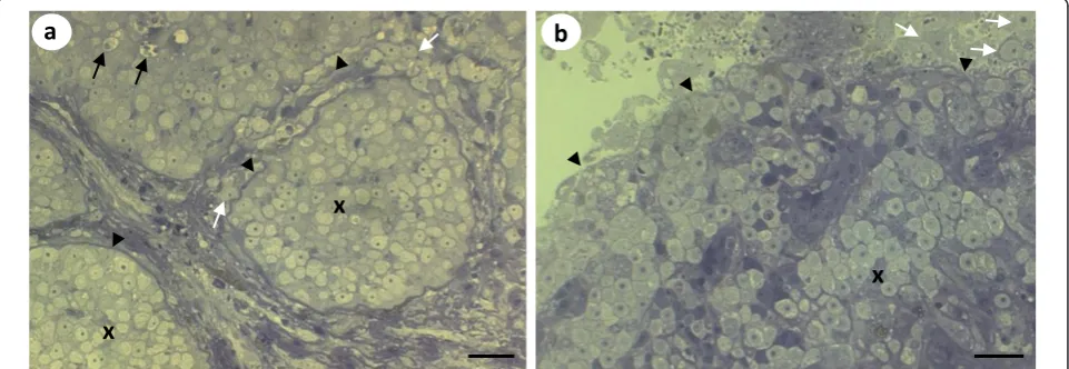 Figure 5 Semi-thin sections of the sac-like structures fromfound to be mostly restricted to large masses within the host epidermal tissue contained by a thick basal lamina-like membrane (blackarrowheads), under which lies connective tissue