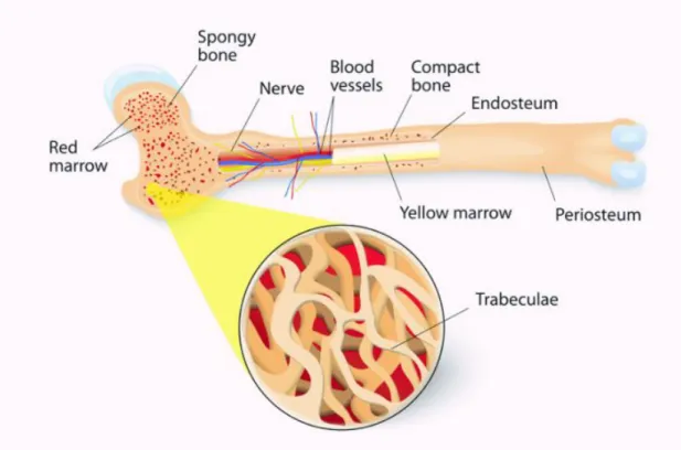 Figure 1: Basic bone anatomy  6 