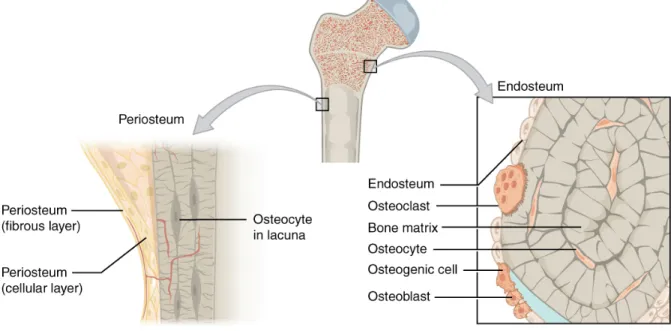 Figure 2: Periosteum and endosteum 