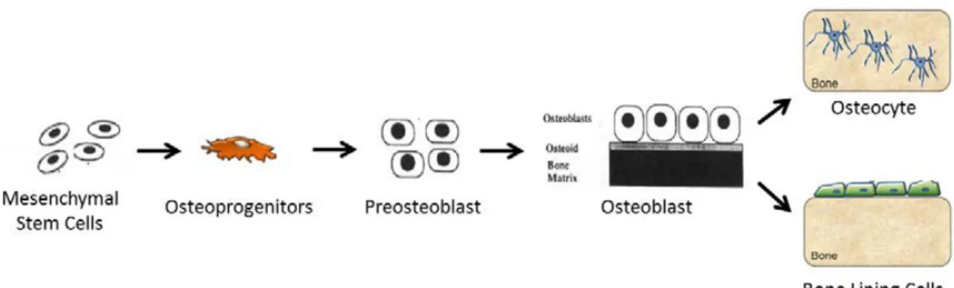 Figure 4: The osteoblast lifecycle  