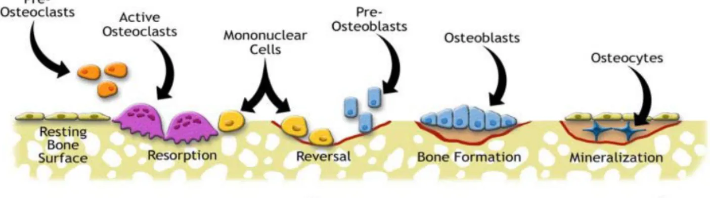 Figure 5: The bone remodeling cycle 