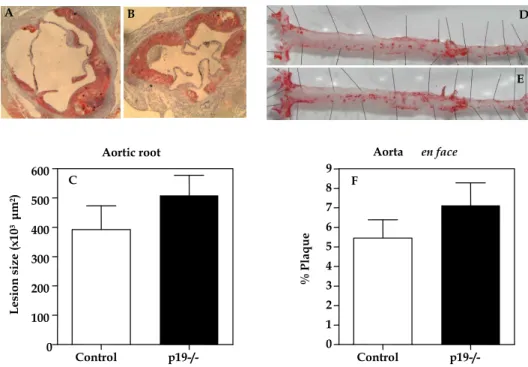 Figure 5.3: Plaque size is not changed in p19 -/-  BM recipient mice. After the mice were sacrificed hearts  were removed and cryosections of the aortic root were made of the control mice (A, N=13) and the p19 
