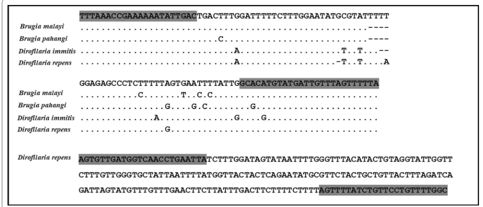 Fig. 4 Alignment of nucleotide sequences of the partial mitochondrial 12S rRNA gene of B