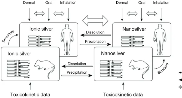 Figure 2 Schematic diagram of the PBPK model structures for (A) ionic and (B) nanoparticulate silver, which were used both for rats and humans.Note: In the ionic silver model no transport of silver from the brain to the blood was modeled, to consider the blood–brain barrier.Abbreviations: MPS, mononuclear phagocyte system; PBPK, physiologically based pharmacokinetic.