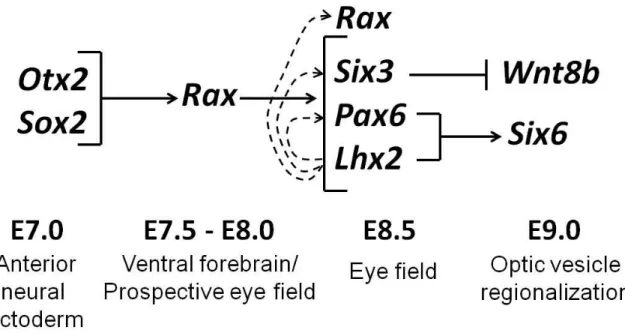 Figure 1-2  Network of transcription factors that establish the eye field.  The neural ectoderm  transcription factors SOX2 and OTX2 activate Rax expression in the prospective eye field, which  is located in the ventral forebrain