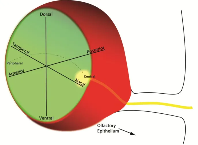 Figure 1-6 Axes in the Optic Cup. The optic cup is regionalized along several axes: dorsal-ventral,  anterior  (cornea)-posterior (RPE),  nasal-temporal and central (central neural retina)-peripheral  (ciliary epithelium)