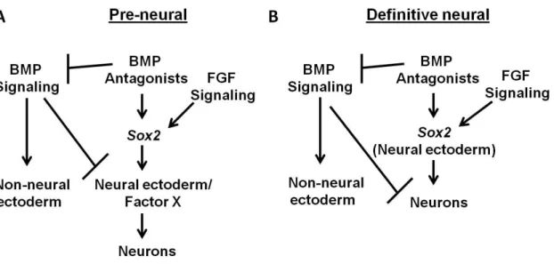 Figure  1-8  Variations  on  SOX2,  being  regulated  by  neural  inducing  signals,  as  a  marker  of  neural ectoderm in Xenopus