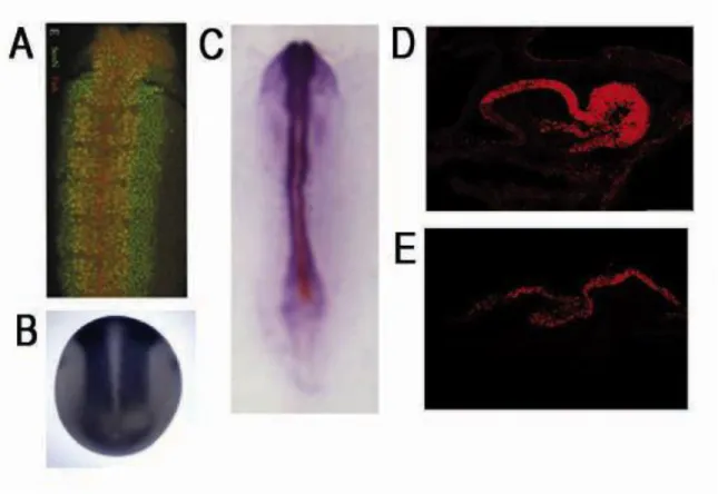 Figure 1-9 SOX2 expression in neural progenitor cells is highly conserved. (A) SoxNeuro (green)  and  Dichaete  (red)  are  co-expressed  in  the  neuroectoderm  of  the  gastrula  stage  Drosophila  embryo