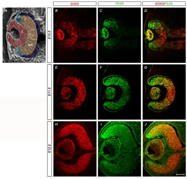 Figure 2-1 The neural retina and optic cup margin are defined by an inverse gradient of SOX2  and PAX6