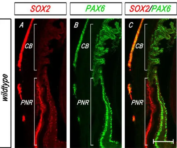 Figure 2-2 SOX2 is expressed in the adult mouse NR but is absent from the ciliary body