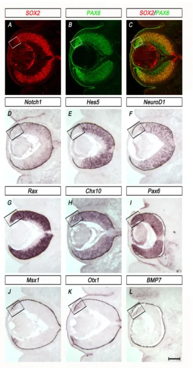 Figure  2-3  Expression  profiles  of  the  central  NR  and  peripheral  OCM  at  E13.5  reflect  the  inverse expression patterns of SOX2 and PAX6