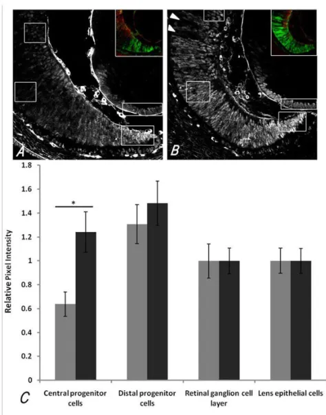 Figure 2-5 PAX6 IF intensity per cell in different regions of the E14.5 OC is increased in central  progenitors of mutants