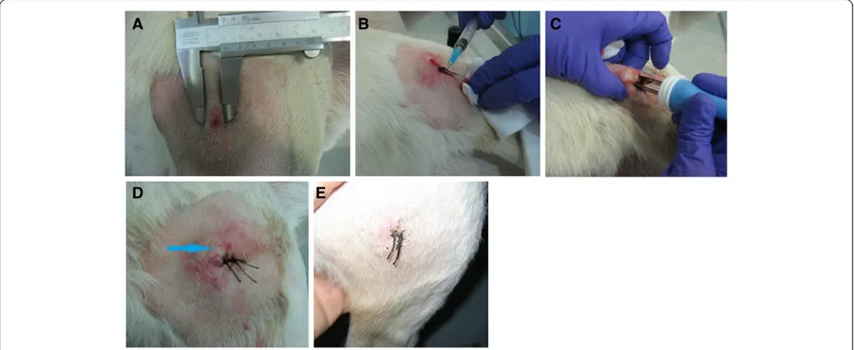 Figure 1 Intratumoral EGT procedure in a dog with a mast cell tumor in the gluteal region