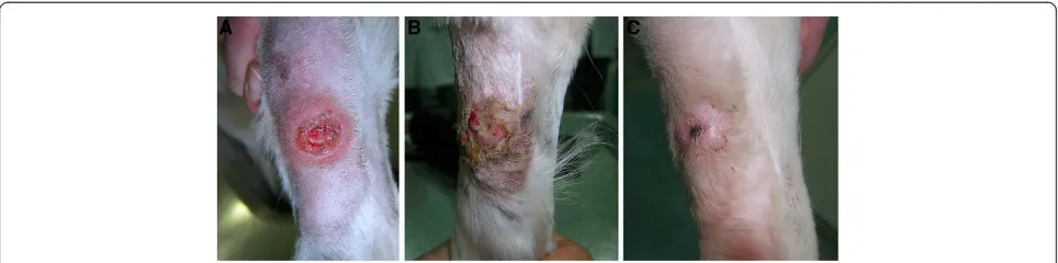 Figure 2 Mast cell tumor on the front leg of a dog, treated with a combination of ECT with cisplatin and IL-12 EGT as part of anongoing clinical study at our institution