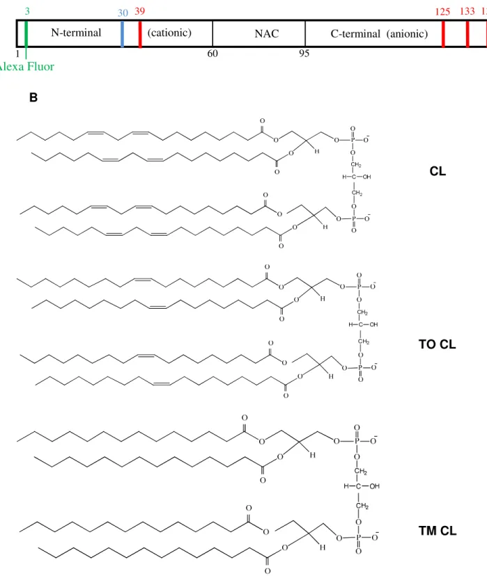 Figure 2.1 Schematic representation of α-synuclein and structural formulas  of the CLs 