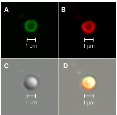 Figure 2.2 Confocal images of mitochondria incubated with α-synuclein   Isolated  mitochondrion  from  HeLa  cells  incubated  with  fluorescently-labeled   α-synuclein  (A),  and  Mito  Tracker  Red  (B),  differential  interference  contrast  (C),  and t