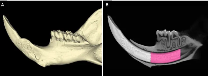 Figure 1. Three-dimensional reconstruction of the entire mandible (A) and segmentation of the mandibular incisor (B) with the  highlighted volumetric region of interest comprised between the second molar distal surface and the digastric muscle insertion to