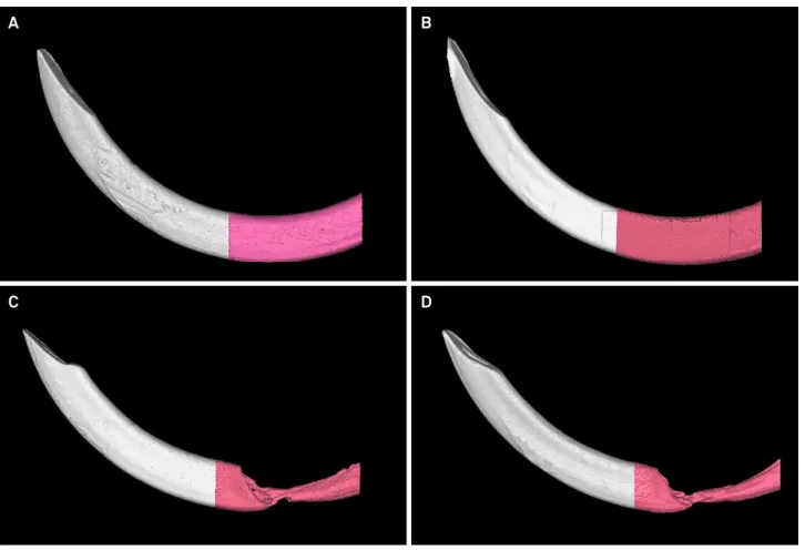 Figure 2. Three-dimensional reconstructions showing the differences in incisor volume among the groups: A- Control  group,  B- Resveratrol group, C- Irradiated control group, and D- Irradiated resveratrol group.