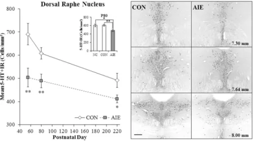 Figure 2. Adolescent intermittent ethanol (AIE) exposure leads to long-term reductions of  serotonin-immunoreactive (5-HT+IR) cells in the dorsal raphe nucleus (DRN)