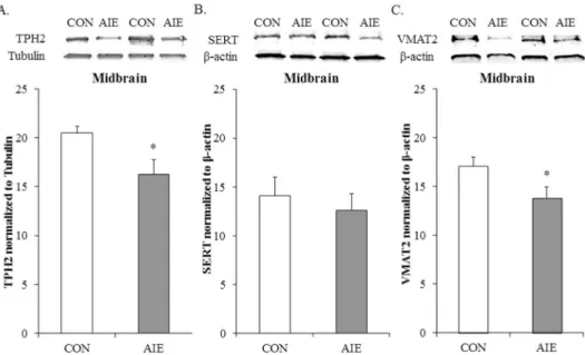 Figure 4. Adolescent intermittent ethanol (AIE) exposure reduces tryptophan hydroxylase 2  (TPH2) and vesicular monoamine transporter 2 (VMAT2) expression in the young adult (P80)  midbrain