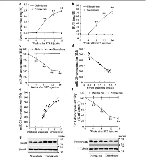 Fig. 1 Correlation between blood parameters and signal molecules in diabetic rats. The rat model of diabetes was established by intraperitoneal injection of 65 mg/kg STZ
