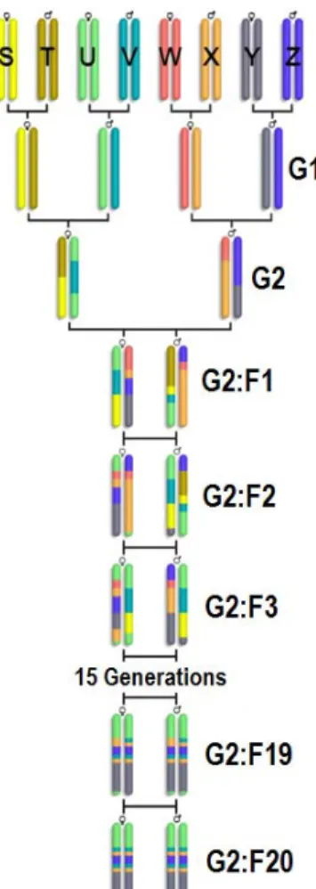 Figure 1.4: The Collaborative Cross breeding funnel (courtesy of Prof. Leonard Mcmil- Mcmil-lan)