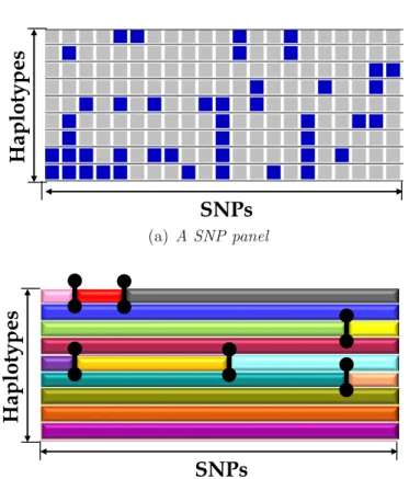 Figure 1.5: Illustration of a mosaic structure on a SNP panel. Gray and blue cells in (a) represent majority and minority alleles, respectively