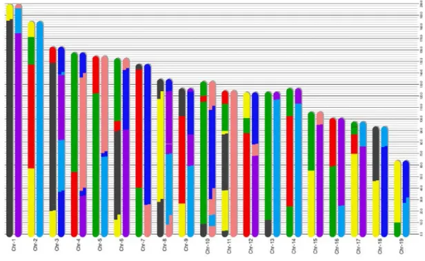 Figure 2.4: The segmentation result of the proposed algorithm on a G2:F1 animal OR65f18 from Collaborative Cross