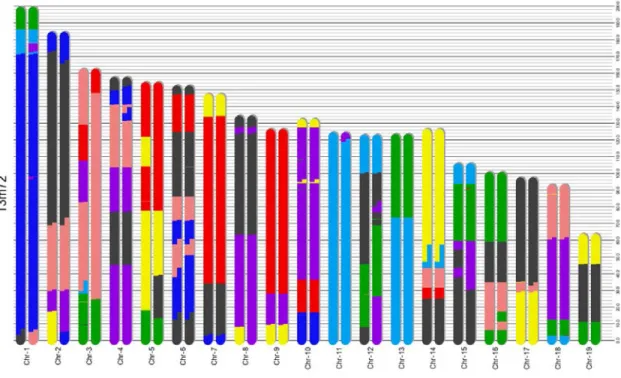 Figure 2.5: The segmentation result of the proposed algorithm on a Pre-CC animal 13m72 from Collaborative Cross