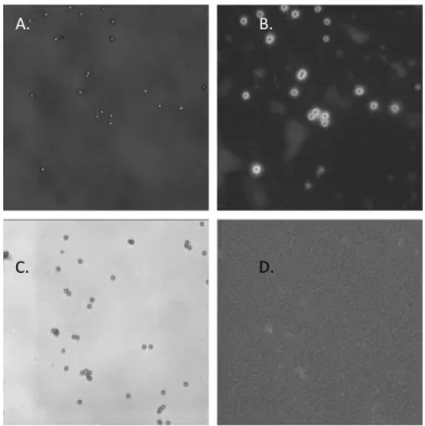 Figure 2.2 (A) Bright field image of 1m beads functionalized with PEI, DNA, and Sytox  Green