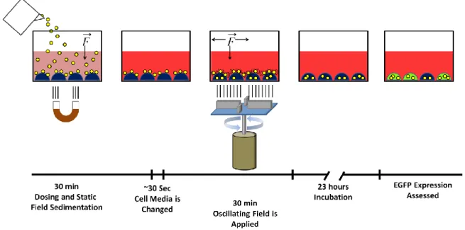 Figure  4.2a  Schematic  of  the  oscillating  (AC)  field  transfection  protocol  (referred  to  as 