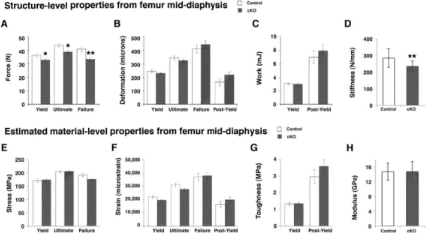 Fig. 5. Loss of BMPR1A undermined the biomechanical properties at the structural-level Structural-level properties (A, B, C, D) and estimated material-level properties (E, F, G, H)  from the mid-diaphysis of cortical femoral compartments