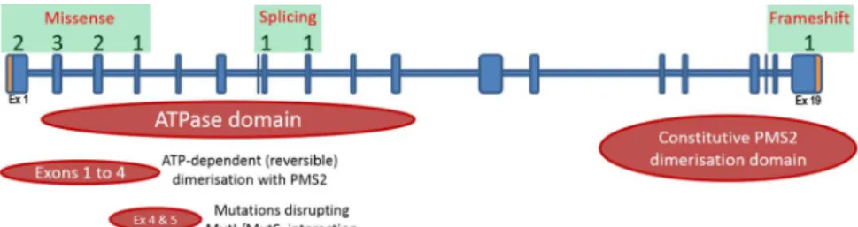 Table 2 Characteristics of 66 individuals with 68 colorectal carcinomas (CRCs) showing loss of PMS2 expression and retained MLH1 expression Group All (68 CRCsfrom 66individuals) PMS2 mutations (N=50 CRCs from49 individuals) MLH1 variant (N=12 CRCs from11 i