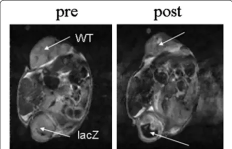 Fig. 13 In vivo imaging of metastatic cells expressing myc-tagged human ferritin heavy chain (myc-hFTH) in lymph nodes (LNs)