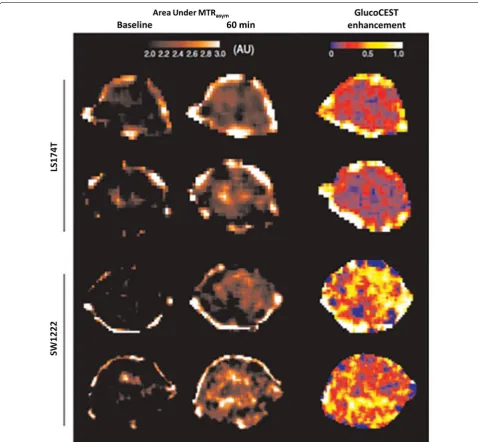 Fig. 8 GluCEST imaging in mouse model of colorectal cancers (SW1222 than LS174T). SW1222 cancers show higher GluCEST contrast than LS174T cancers