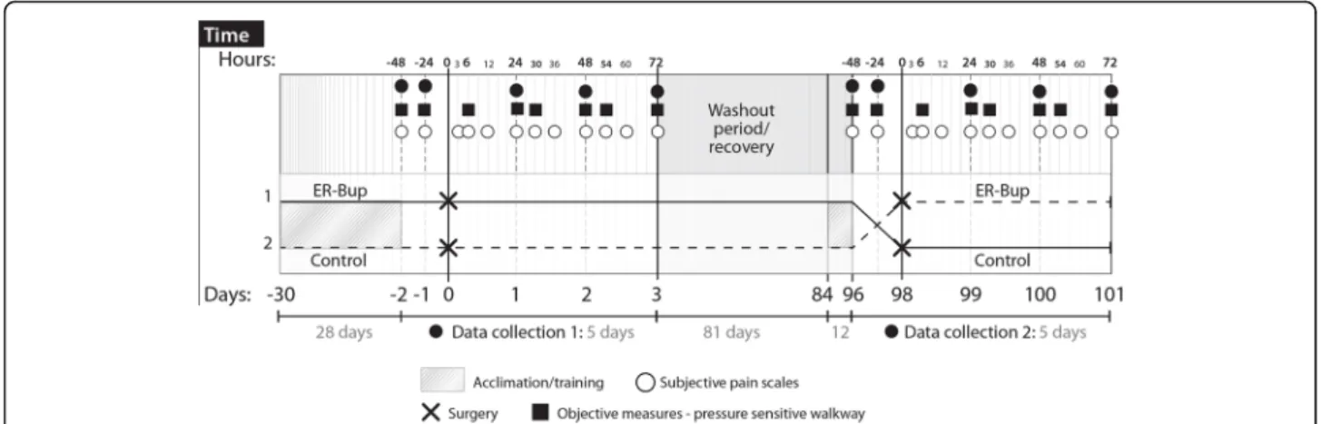 Fig. 1 Schematic outline of the study protocol. Using a blinded, randomized, two period crossover design, four cats were allocated to control (saline) or ER-Bup (0.6 mg/kg, subcutaneously) treatment groups, in random order