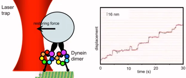 Figure 2.2. Dynein stepping behavior. (Right) Schema of single molecule optical trapping  experiment, which is a standard tool employed in the mechanical manipulation of single  molecules