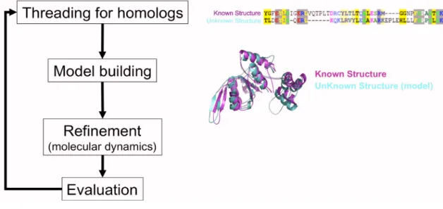 Figure 2.3. Homology modeling. To construct a model, the sequence of the protein of  unknown structure is mapped to the sequence of the protein with known structure